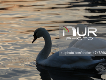 Swans swim on the Vistula River in Krakow, Poland, on October 27, 2024. (