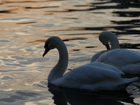 Swans swim on the Vistula River in Krakow, Poland, on October 27, 2024. (