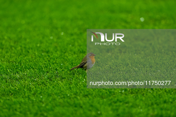 A robin on the pitch during the UEFA Champions League 2024/25 League Phase MD4 match between FC Internazionale and Arsenal at Stadio San Sir...