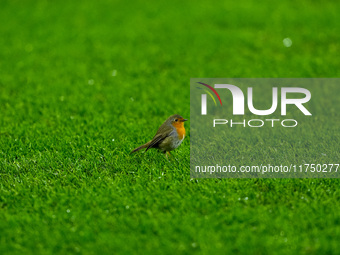 A robin on the pitch during the UEFA Champions League 2024/25 League Phase MD4 match between FC Internazionale and Arsenal at Stadio San Sir...