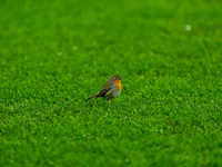 A robin on the pitch during the UEFA Champions League 2024/25 League Phase MD4 match between FC Internazionale and Arsenal at Stadio San Sir...