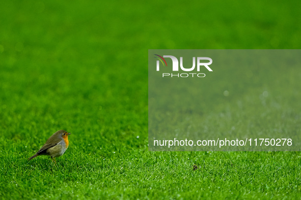 Robin on the pitch during the UEFA Champions League 2024/25 League Phase MD4 match between FC Internazionale and Arsenal at Stadio San Siro...