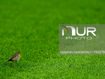 Robin on the pitch during the UEFA Champions League 2024/25 League Phase MD4 match between FC Internazionale and Arsenal at Stadio San Siro...