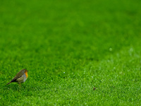 Robin on the pitch during the UEFA Champions League 2024/25 League Phase MD4 match between FC Internazionale and Arsenal at Stadio San Siro...