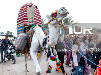 Bedouin wedding guests  dressed in traditional bedouin dresses and head covers dance and sing on the street as they escort the bride to her...