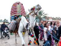 Bedouin wedding guests  dressed in traditional bedouin dresses and head covers dance and sing on the street as they escort the bride to her...