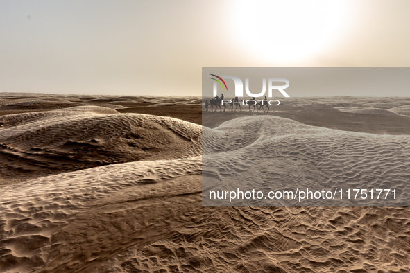 Tourists ride on camels in a caravan on dunes of Eastern Sahara desert on a sunny day on October 30, 2024 near Douz, Tunisia. 