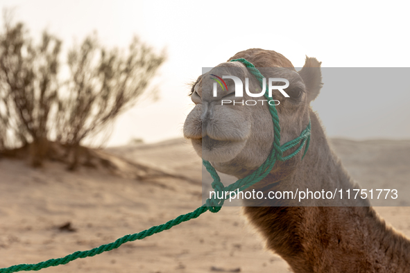 A camel is seen on dunes of Eastern Sahara desert on a sunny day on October 30, 2024 near Douz, Tunisia. 