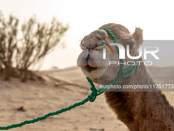 A camel is seen on dunes of Eastern Sahara desert on a sunny day on October 30, 2024 near Douz, Tunisia. (