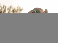 A camel is seen on dunes of Eastern Sahara desert on a sunny day on October 30, 2024 near Douz, Tunisia. (