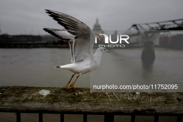 A seagull is pictured against the backdrop of the Millennium Bridge in London, United Kingdom, on November 3, 2024. 