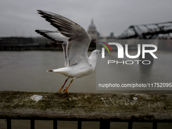 A seagull is pictured against the backdrop of the Millennium Bridge in London, United Kingdom, on November 3, 2024. (