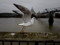 A seagull is pictured against the backdrop of the Millennium Bridge in London, United Kingdom, on November 3, 2024. (