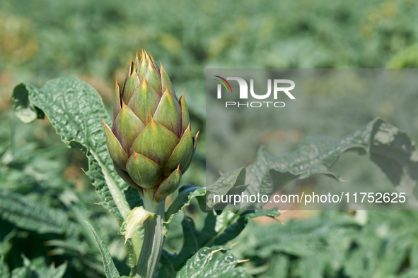 A close-up of a ripe artichoke in a field in Trinitapoli, Italy, on April 15, 2022, shows fresh, organic produce and the agricultural richne...