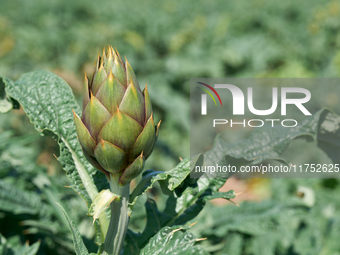 A close-up of a ripe artichoke in a field in Trinitapoli, Italy, on April 15, 2022, shows fresh, organic produce and the agricultural richne...