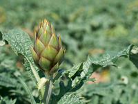 A close-up of a ripe artichoke in a field in Trinitapoli, Italy, on April 15, 2022, shows fresh, organic produce and the agricultural richne...