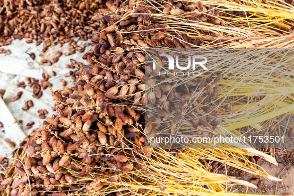 A small stand with freshly collected dates is seen on a street in Tozeur, central Tunisia on October 28, 2024. Tunisia is well known for its...