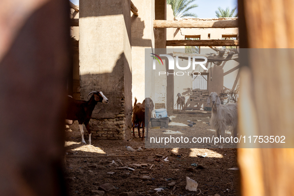 Goats are seen on a yard in Tozeur, central Tunisia on October 28, 2024. Tunisia is well known for its natural and fresh produce. 