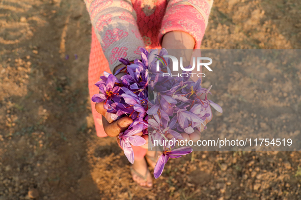 A Kashmiri child displays saffron flowers during the harvest season in Pampore area of Pulwama, south of Srinagar, Indian Administered Kashm...