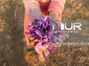 A Kashmiri child displays saffron flowers during the harvest season in Pampore area of Pulwama, south of Srinagar, Indian Administered Kashm...