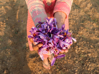 A Kashmiri child displays saffron flowers during the harvest season in Pampore area of Pulwama, south of Srinagar, Indian Administered Kashm...