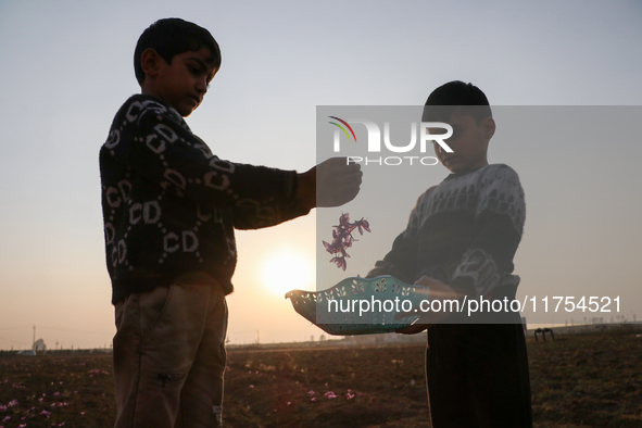 Kashmiri children collect saffron flowers during the harvest season in Pampore area of Pulwama, south of Srinagar, Indian Administered Kashm...