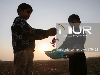 Kashmiri children collect saffron flowers during the harvest season in Pampore area of Pulwama, south of Srinagar, Indian Administered Kashm...