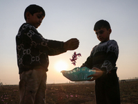 Kashmiri children collect saffron flowers during the harvest season in Pampore area of Pulwama, south of Srinagar, Indian Administered Kashm...