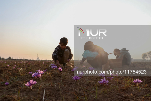 Kashmiri children collect saffron flowers during the harvest season in Pampore area of Pulwama, south of Srinagar, Indian Administered Kashm...