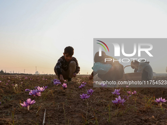 Kashmiri children collect saffron flowers during the harvest season in Pampore area of Pulwama, south of Srinagar, Indian Administered Kashm...