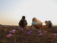 Kashmiri children collect saffron flowers during the harvest season in Pampore area of Pulwama, south of Srinagar, Indian Administered Kashm...