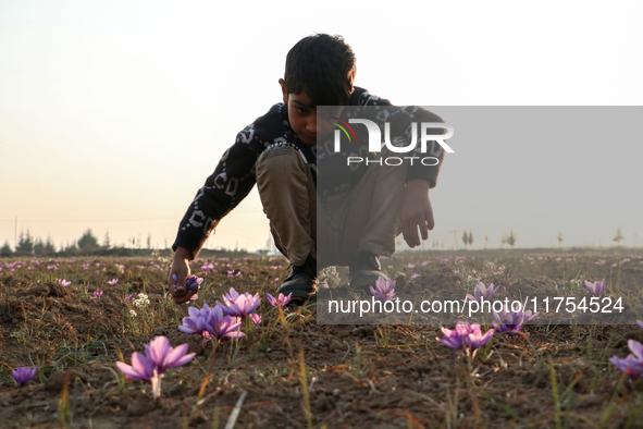 A Kashmiri boy plucks saffron flowers during the harvest season in the Pampore area of Pulwama, south of Srinagar, Indian Administered Kashm...