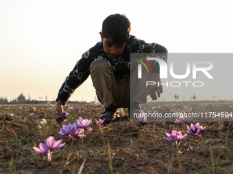 A Kashmiri boy plucks saffron flowers during the harvest season in the Pampore area of Pulwama, south of Srinagar, Indian Administered Kashm...