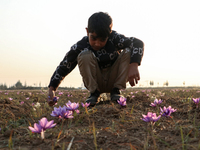 A Kashmiri boy plucks saffron flowers during the harvest season in the Pampore area of Pulwama, south of Srinagar, Indian Administered Kashm...