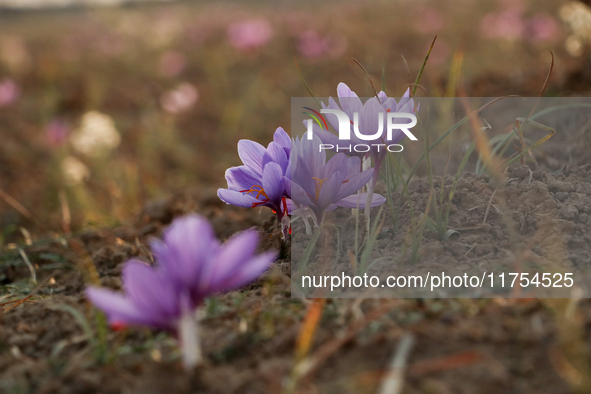 Saffron flowers during harvest season in Pampore area of Pulwama, south of Srinagar, Indian Administered Kashmir, on November 8, 2024. Saffr...