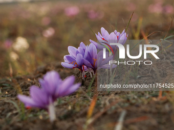 Saffron flowers during harvest season in Pampore area of Pulwama, south of Srinagar, Indian Administered Kashmir, on November 8, 2024. Saffr...