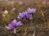 Saffron flowers during harvest season in Pampore area of Pulwama, south of Srinagar, Indian Administered Kashmir, on November 8, 2024. Saffr...