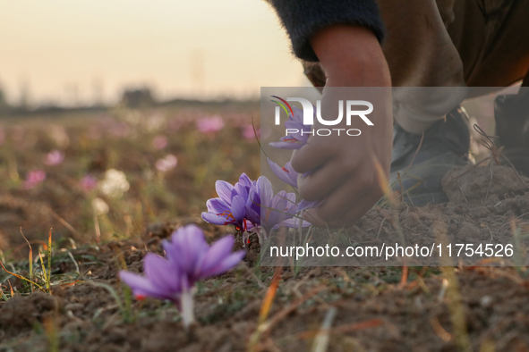 A Kashmiri boy plucks saffron flowers during the harvest season in the Pampore area of Pulwama, south of Srinagar, Indian Administered Kashm...