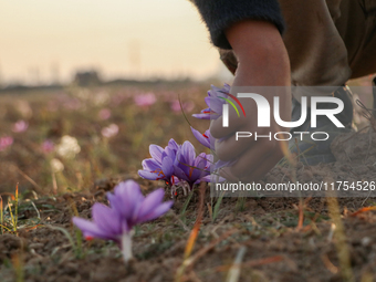 A Kashmiri boy plucks saffron flowers during the harvest season in the Pampore area of Pulwama, south of Srinagar, Indian Administered Kashm...