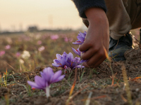 A Kashmiri boy plucks saffron flowers during the harvest season in the Pampore area of Pulwama, south of Srinagar, Indian Administered Kashm...