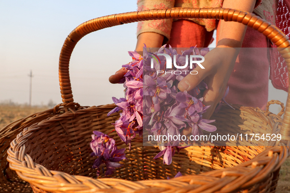 Kashmiri children collect saffron flowers during the harvest season in Pampore area of Pulwama, south of Srinagar, Indian Administered Kashm...