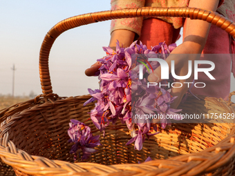 Kashmiri children collect saffron flowers during the harvest season in Pampore area of Pulwama, south of Srinagar, Indian Administered Kashm...