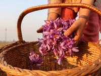 Kashmiri children collect saffron flowers during the harvest season in Pampore area of Pulwama, south of Srinagar, Indian Administered Kashm...