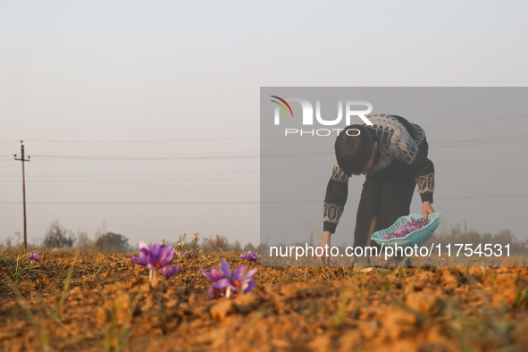 A Kashmiri boy plucks saffron flowers during the harvest season in the Pampore area of Pulwama, south of Srinagar, Indian Administered Kashm...