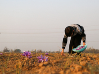 A Kashmiri boy plucks saffron flowers during the harvest season in the Pampore area of Pulwama, south of Srinagar, Indian Administered Kashm...