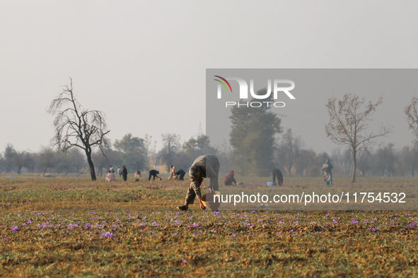 A Kashmiri man plucks saffron flowers during the harvest season in the Pampore area of Pulwama, south of Srinagar, Indian Administered Kashm...