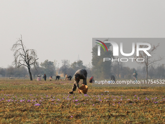 A Kashmiri man plucks saffron flowers during the harvest season in the Pampore area of Pulwama, south of Srinagar, Indian Administered Kashm...