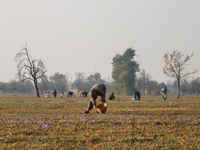 A Kashmiri man plucks saffron flowers during the harvest season in the Pampore area of Pulwama, south of Srinagar, Indian Administered Kashm...