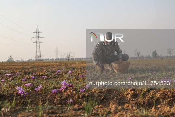 A Kashmiri man plucks saffron flowers during the harvest season in the Pampore area of Pulwama, south of Srinagar, Indian Administered Kashm...