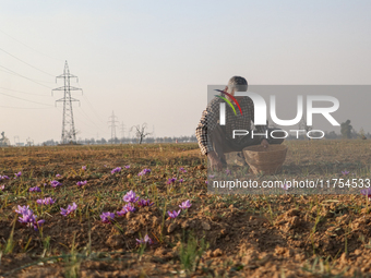 A Kashmiri man plucks saffron flowers during the harvest season in the Pampore area of Pulwama, south of Srinagar, Indian Administered Kashm...